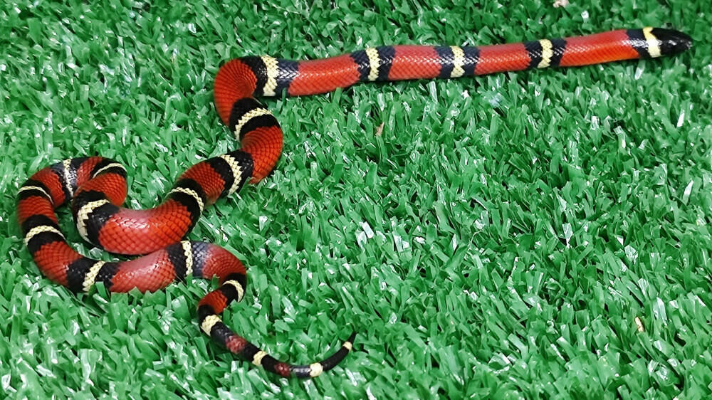 Imagem do King Snake